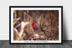 Wildlife Photography Print – Picture of Red Cardinal Surrounded by Raindrops