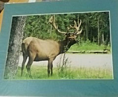 Bull Elk-Canada-Don Urban Original Nature Photography-12″ X 16″-matted/signed
