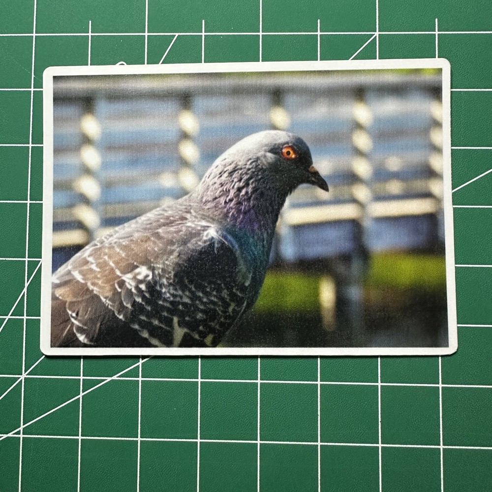 ACEO Photo Print Card 2.5×3.5″ Pigeon, Glossy Laminated