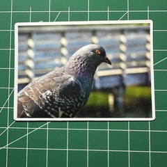 ACEO Photo Print Card 2.5×3.5″ Pigeon, Glossy Laminated