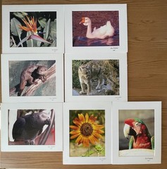 Matted Photographs 11″x 14″ Mixed Lot of 7 Photos Nature, Birds, Animals