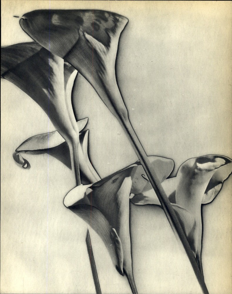 1930 Original MAN RAY Solarized Calla Lily Flower Art Photo Gravure