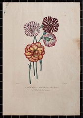 Carnations Flowers Plant Study Botany Encyclopedia Hand Coloured Lithograph
