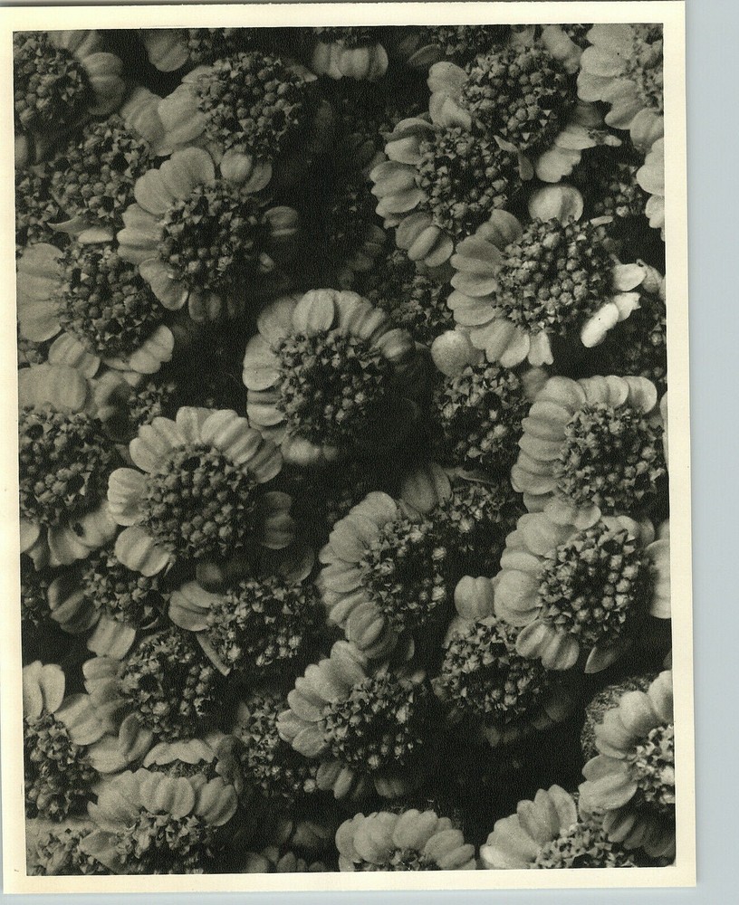 1942 Original BOTANICAL PLANT Chrysanthemum Flower Photo Art KARL BLOSSFELDT