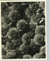 1942 Original BOTANICAL PLANT Chrysanthemum Flower Photo Art KARL BLOSSFELDT