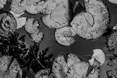 Zen Garden lilypad botanicals art Photography B+W 8×12″ Archival Lustre Print