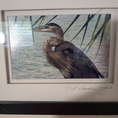 Great Blue Heron Art Prints Framed Signed S. Gooch 2008 Vertical Wildlife Wall