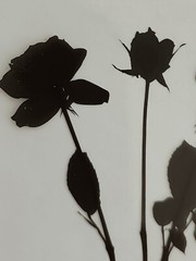 Medical Photography X-Ray Vintage Bouquet Of Roses Alain Pol Kodak