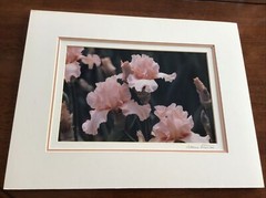 Patricia Stantos Photograph Of Irises Triple Matted 18” X 14”