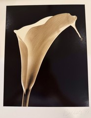 VTG Signed Henry Barnard Calla Lily Profile Sepia Photograph Gelatin on Paper