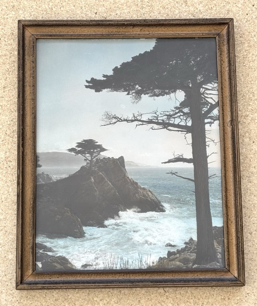 Lg Vtg Hand Tinted Oil Colored Photo Coastal Cypress Trees 12.75”x15.75” VG