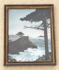 Lg Vtg Hand Tinted Oil Colored Photo Coastal Cypress Trees 12.75”x15.75” VG