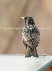 Original ACEO photo fine art print 2.5×3.5″ STARLING MARKINGS black bird green