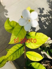 Photograph Flowers Beautiful SriLanka Nature Art Photo Pictures Image collectibl