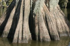 Swamp scenes from around the Lake Verret area in Labadieville, Louisiana.