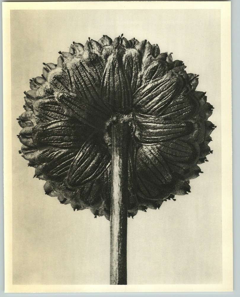 1942 Original BOTANICAL PLANT Brass Buttons Flower Photo Art KARL BLOSSFELDT