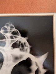 William A. Conklin 1978 Radiographic Photograph Murex Shell — Signed, #39/500