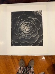 Large Close-Up 24″ x 20″ B & W Photograph of a Rose -1994-Mark Bugzester
