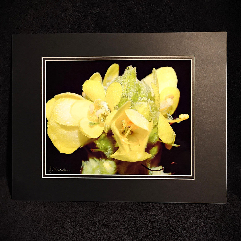 Yellow Mullein Flower Wall Art Macro Nature Photography 11×14 Matted Photo Print