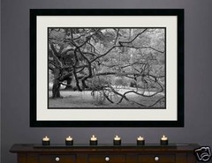 TREE IN BRAZIL Rio’s Botanical Garden 20×30 Photo Print