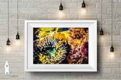 Sea Anemone – Fine Art Prints – Underwater Ocean Life Décor