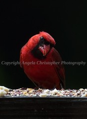 Original ACEO photo fine art print 2.5×3.5 inch WHO, ME? red bird male cardinal