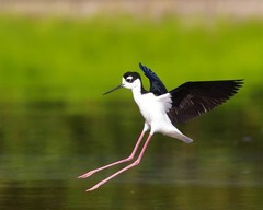 Black-Necked Stilt 8×10 8″x10″ Photograph Print