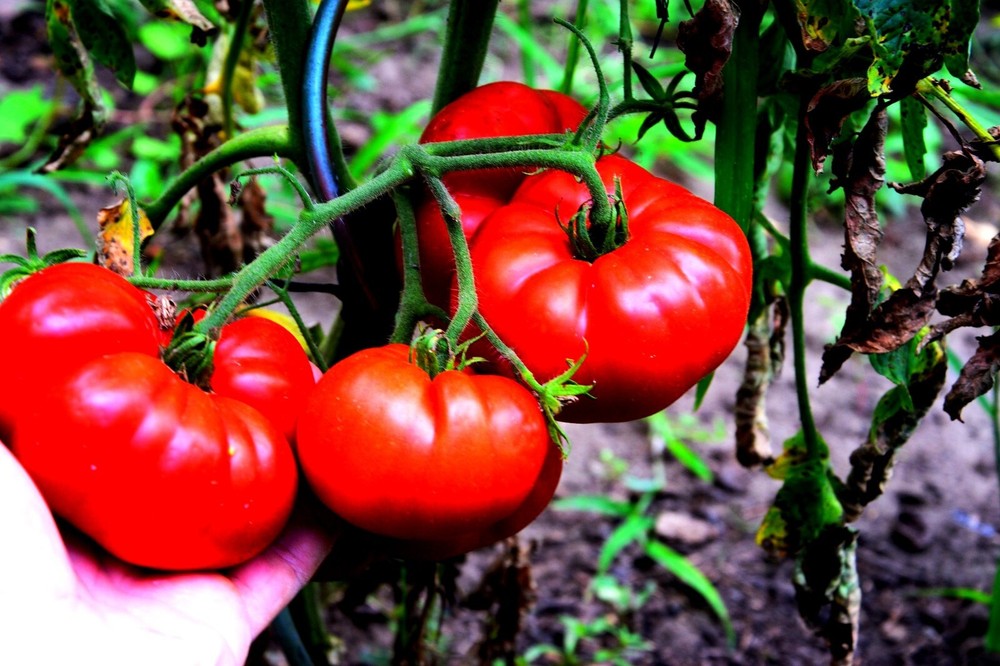 Photo Digital Product Wallpaper on MobileImage big tomatoes in the garden