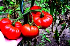 Photo Digital Product Wallpaper on MobileImage big tomatoes in the garden