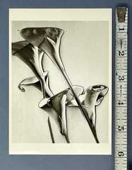 Calla Lilies c. 1930 By MAN RAY Fotofolio Art Print Card 1990s