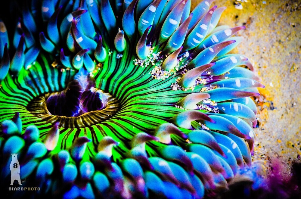 Sea Anemone – Colorful Underwater Photography Prints / Wall Art