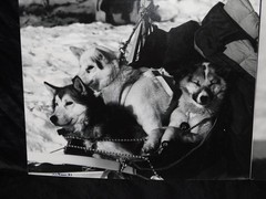 Alaska Iditarod Dog Sled Race 1985 Jim Brown Signed Mounted Set 6 Photos