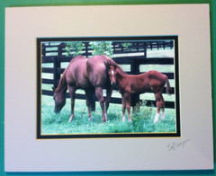 🔥TED COOPER🔥 Original Wildlife Photograph Horses Mare & Colt SIGNED AND MATTED