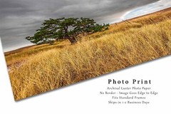 Badlands Photography Print | Lone Tree Picture | South Dakota Landscape Wall Art