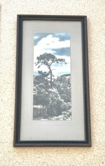 Lg VTG J.M. Garrison Hand Tinted Oil Color Photo Torrey Pines 12.5”x23.5” VGC