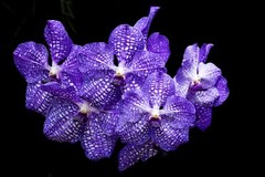 Digital Image Picture Photo Wallpaper Background Vanda Orchids
