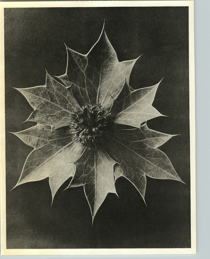 1942 Original BOTANICAL PLANT Sea Holly Flower Photo Art KARL BLOSSFELDT