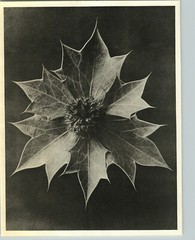 1942 Original BOTANICAL PLANT Sea Holly Flower Photo Art KARL BLOSSFELDT