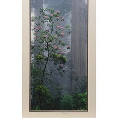 Signed Michael Sherrill Photo Redwoods Rhododendron Matted Vertical Forest Art