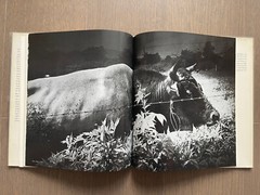 🎈RARE Signed Cornell Capa Japan A self Portrait 1979 Daido, Araki, Fukase, Ueda