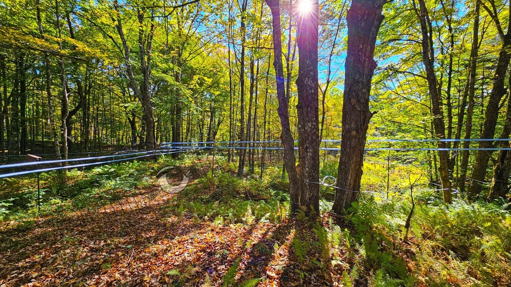 Maple Syrup Tube Taps Cloudburst Forest Photo DIGITAL DOWNLOAD Print at Home