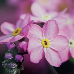 Original Wildlife Photo Metal Print LE Signed COA Forget-Me-Not Picture 8 x 10