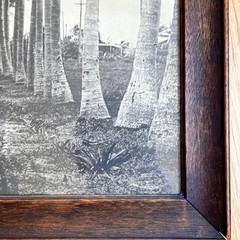 Vintage Framed Sepia Photograph – Historic Coconut Palm Plantation Avenue 17×11