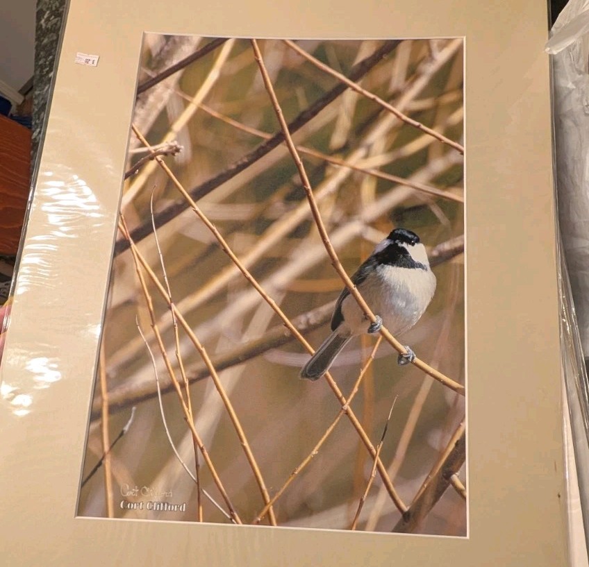 Wildlife Photography 24×18 Matted Print Titmouse New Old Stock Cort Clifford