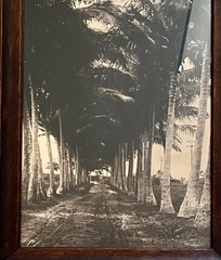 Vintage Framed Sepia Photograph – Historic Coconut Palm Plantation Avenue 17×11