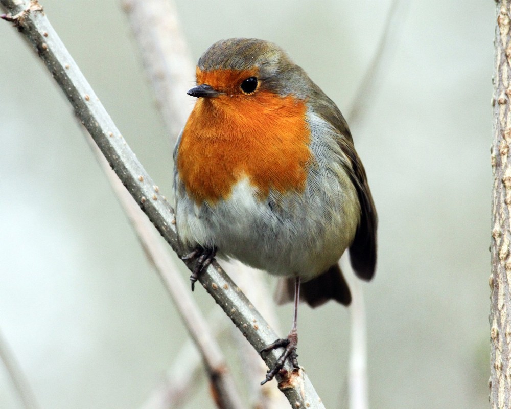 European Robin 8×10 8″x10″ Photograph Print