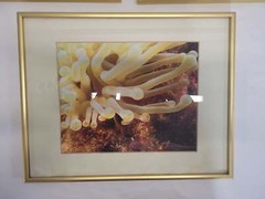 Underwater Photography Framed Prints by Vince Matulewich, set of 3