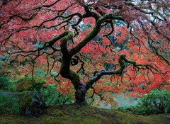 Zen Tree Japanese Garden serenity like Ansel Adams Fine Art Photography