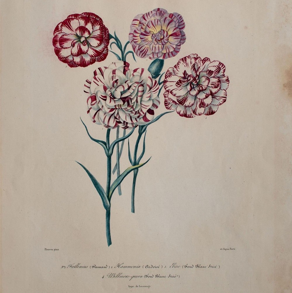 Carnations Flowers Plant Study Botany Encyclopedia Hand Coloured Lithograph