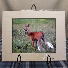 Nature Photography Deer Young Buck – Artist Signed 9.5″×7.5″ Photo